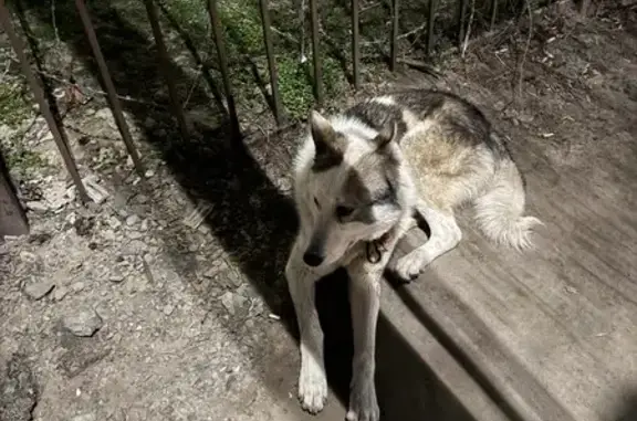 Найдена собака, Ростов-на-Дону, фото: Найдена собака, бульвар Комарова, 1М, Ростов-на-Дону