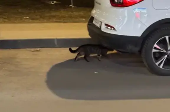 Найдена кошка, Санкт-Петербург, фото: Найдена кошка, улица Оптиков, 37, Санкт-Петербург - миниатюрная полосатая, пугливая