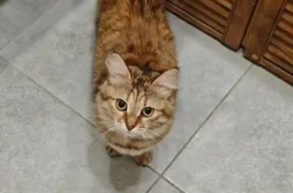 Найдена кошка, Тула, фото: Найдена кошка, улица Вознесенского, 9, Тула - домашняя и ласковая