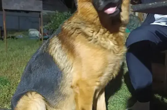 Пропал собака, улица Славы, Астрахань - кличка Алтай, сбежал со двора - photo