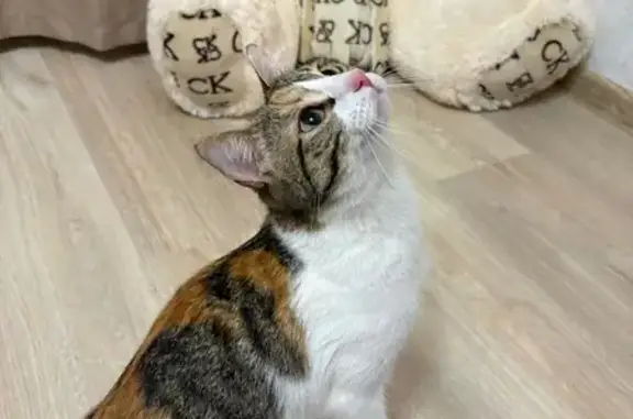 Найдена кошка, Волгоград, фото: Найдена кошка, женский пол, набережная 62-й Армии, Волгоград