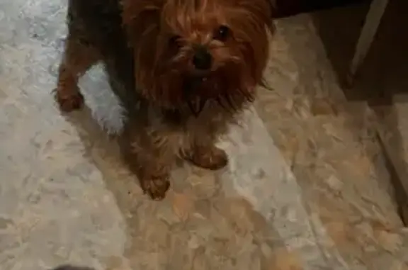 Пропала собака, Акмолинская улица, 45, Ростов-на-Дону - растрепанный хвостик - photo