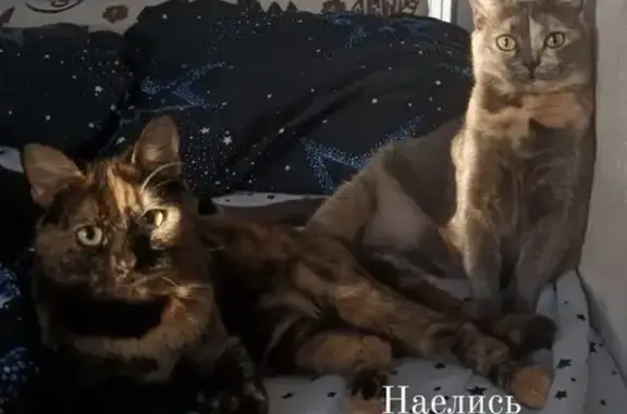 Пропала кошка, переулок Серафимовича, Воронеж - стерилизована, сломан хвост - photo