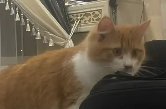 Пропала кошка, Новозаводская улица, Химки - бело-рыжая с янтарными глазами - photo