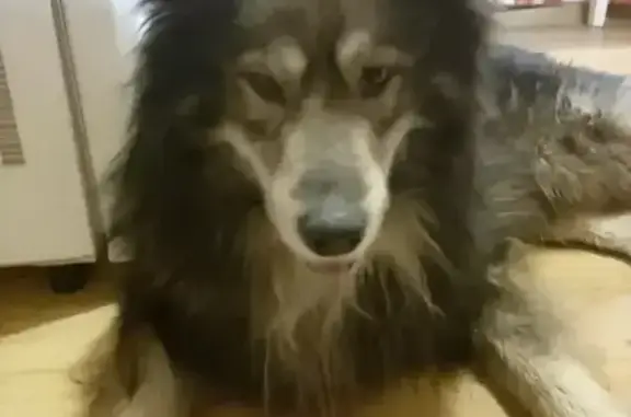 Найдена собака, Рязань, фото: Найден собака, Высоковольтная улица, 16, Рязань - серый мальчик в синем ошейнике