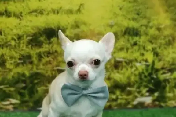 Пропала собака, мужской, проезд № 5253, Зеленоград - кремовый с белым пятнышком - photo