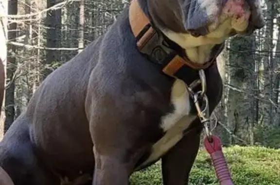 Пропала собака, женский пол, улица Энергетиков, Сертолово - добрая к людям - photo