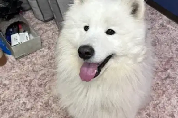 Найдена собака, Томск, фото: Найден собака, мужской, улица Мечникова, Томск - молодой самоед