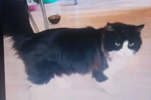 Пропал кот, переулок Плеханова, 28, Томск - большой и пушистый - photo