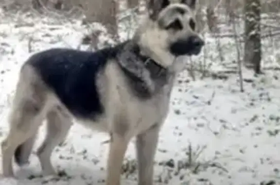 Пропал собака, Большая улица, 91А, Хабаровск - кобель, похож на восточноевропейскую овчарку - photo