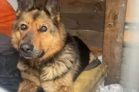 Найдена собака, Кемерово, фото: Найдена собака, женский пол, Горноспасательная улица, 52, Кемерово