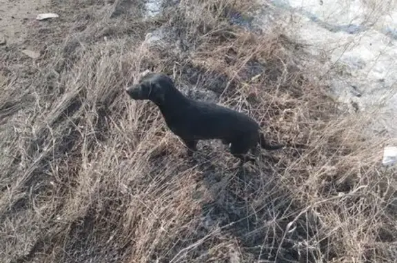Найдена собака, Мирное, фото: Найден собака, Тополевское сельское поселение, Мирное - чёрный кобель, молодой