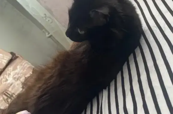 Пропал кот, улица Вильгельма де Геннина, Екатеринбург - крупный, черный окрас - photo