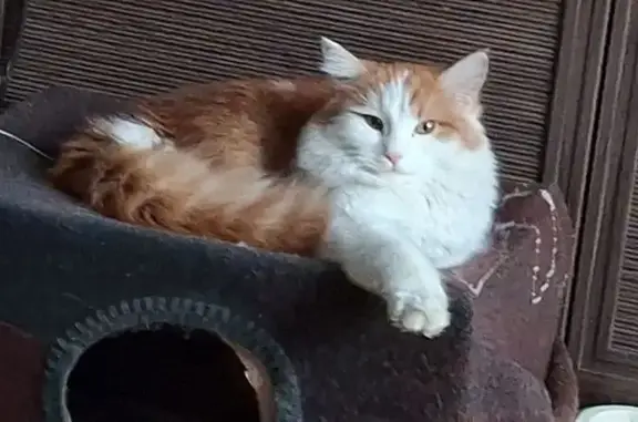 Потерянные животные Тольятти, фото: Пропала кошка, улица Куйбышева, 16, Тольятти - рыженькая с белыми лапками