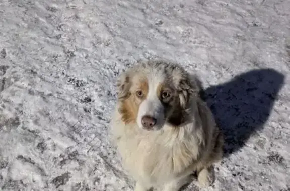 Пропала собака, Парковая улица, Губарёвское сельское поселение - photo