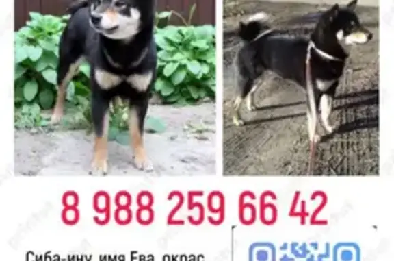 Пропала собака, девочка Ева, улица Белопусская, Ростов-на-Дону - photo