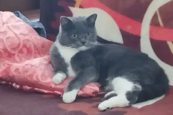 Пропала кошка, Люберцы - серая с белой грудкой - photo