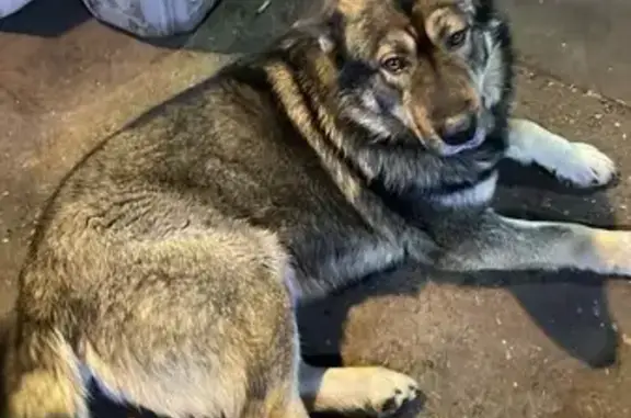 Пропал собака, мужской, улица Герасименко, 1/13, Томск - photo