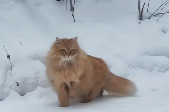 Пропал кот, Авиационная улица, 32, Лебяжье - рыжий крупный сибирский - photo