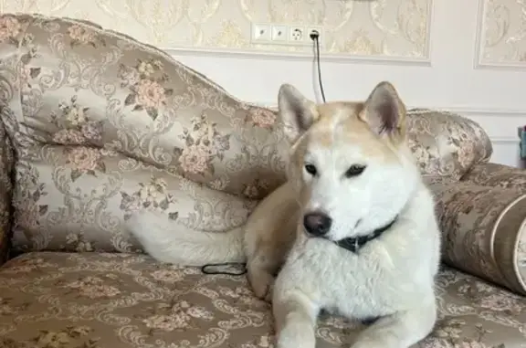 Пропал собака, городской округ Новочеркасск, Ростовская область - очень добрый и контактный - photo