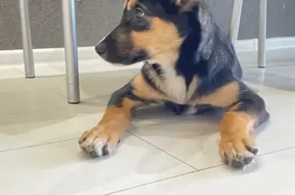 Найдена собака, Тюмень, фото: Найдена собака, девочка, ул. Пермякова 84, Тюмень