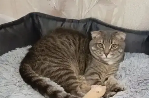 Пропала кошка, Калининградская улица, 136, Оренбург - серая с белым галстучком - photo