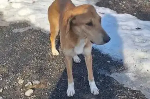 Найдена собака, Ермолинское, фото: Найдена собака, Ермолинское сельское поселение, Новгородская область - предположительно порода русская гончая