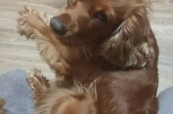 Пропал собака, Валдаиская улица, 2А, Челябинск - рыжий русский охотничий спаниель Арчи - photo