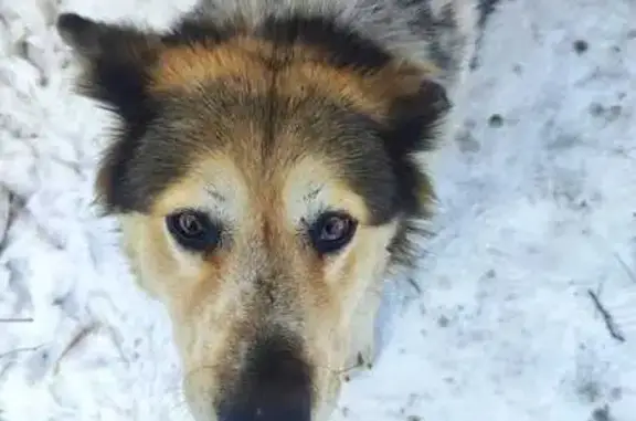 Пропала собака, сука, Передовая улица, Хабаровск - окрас трёхцветный, откликается на кличку Люся - photo