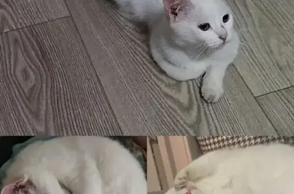 Пропала кошка, женский пол, улица Бограда, 55, Черногорск - полностью белая, сломанный кончик хвоста - photo