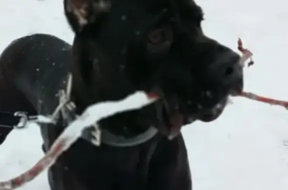 Пропал собака, мужской, улица Чехова, 39, Гатчина - чёрный с белым пятном - photo