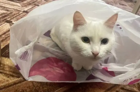 Пропал кот, Ленинградская улица, 108, Киржач - кастрированный, глаза разного цвета - photo