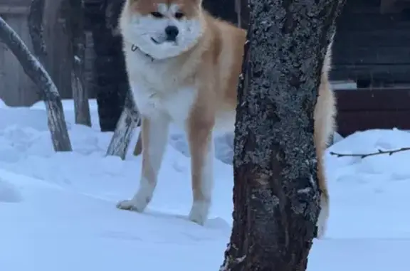 Пропал собака, мужской, Калязин, ул. Луначарского дом 3 - рыжий окрас - photo