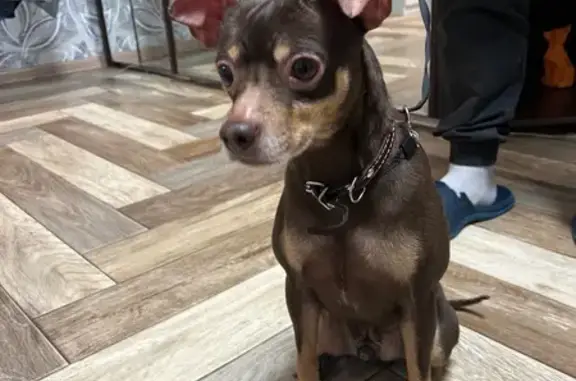 Найдена собака, Ликино-Дулёво, фото: Найден собака, мужской, улица 1 Мая, 32, Ликино-Дулёво - коричневый той