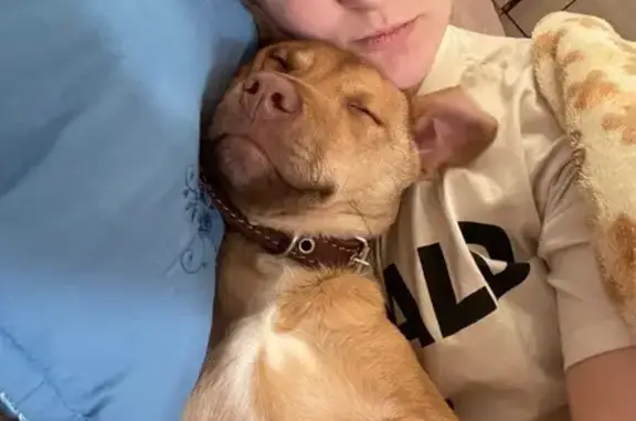 Пропал собака, Сельская улица, 9, Малое Исаково - рыжий окрас с белой грудкой - photo