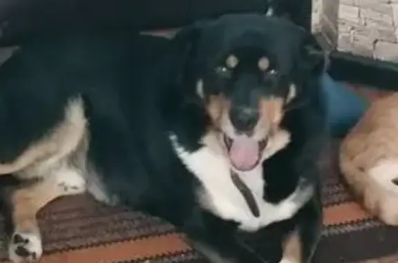 Пропал собака, Ишим - photo