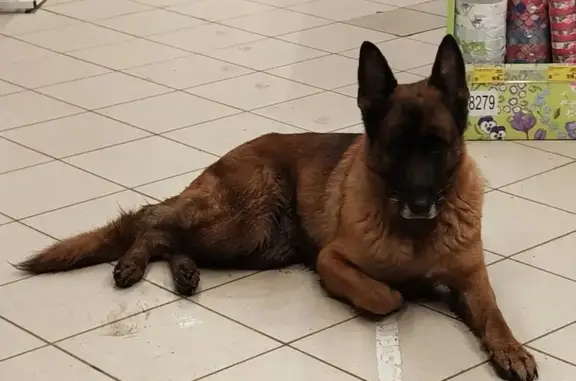 Найдена собака, Казань, фото: Найден собака, улица Олега Кошевого, 6, Казань - немецкая овчарка без ошейника
