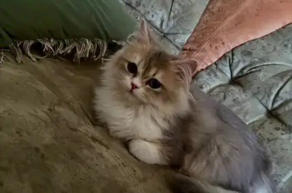 Пропал кот, Сафоново, Московская область - трёхцветный, убежал с поводком - photo