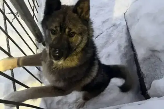 Пропал собака, Арктическая улица, Кемерово - photo