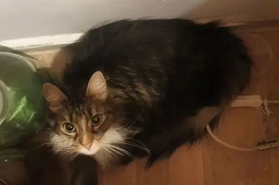 Найдена кошка, Пушкин, фото: Найдена кошка, Сапёрная улица, Пушкин - полосатая и пушистая с белой грудкой