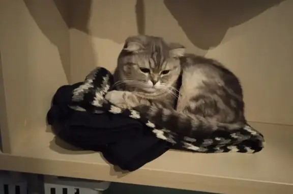 Пропала кошка, Школьная улица, 46, Ижевск - серая полосатая с оранжевыми глазами - photo