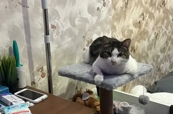 Пропал кот, Донбасская улица, 28, Екатеринбург - пятнышко на правой лапке - photo