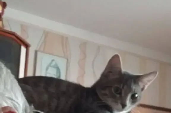 Пропал котёнок, 34, городской округ Тверь, Тверь - полосатый, серого цвета - photo