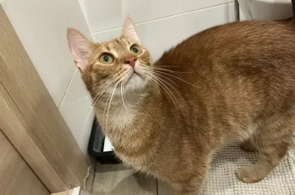 Найдена кошка, Санкт-Петербург, фото: Найдена кошка, улица Нахимова, 1, Санкт-Петербург - рыжий, ласковый, кастрирован