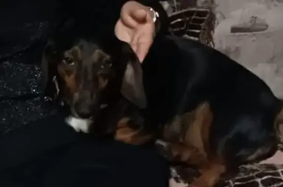 Пропала собака, Токарёво, Смоленская область - такса, не может быть одна - photo