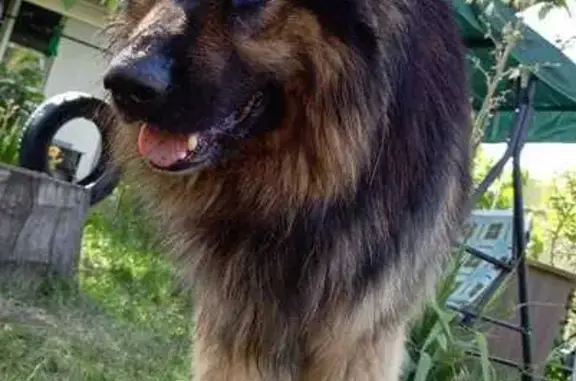 Пропал собака, Индустриальный, Краснодарский край - овчарка с темной окраской - photo