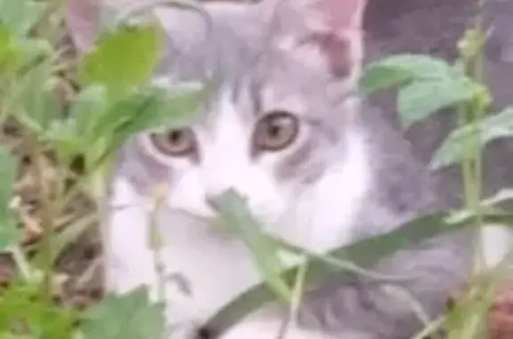 Пропала кошка, улица Циолковского, 50, Казань - бело-серая, ласковая - photo