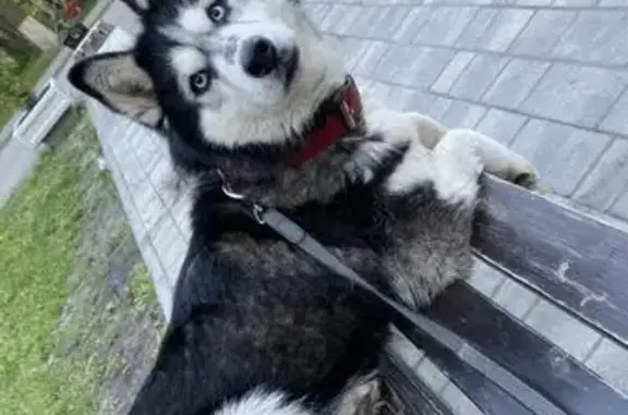 Пропала собака, женская, 2-й Березовский переулок, 13, городской округ Пенза - порода Хаски, 13 лет - photo