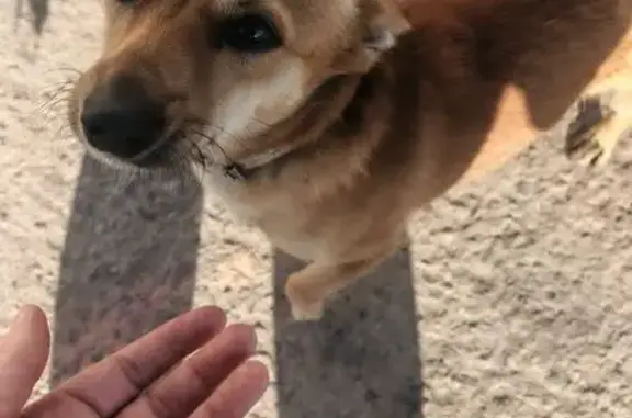 Найдена собака, Тюмень, фото: Найден собака, улица 30 лет Победы, 7 к14, Тюмень - песочного цвета, маленький размер