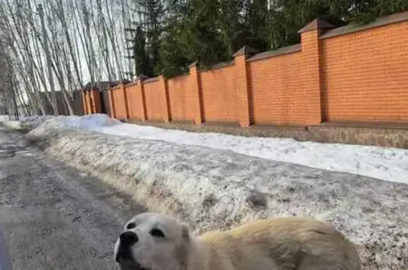 Найдена собака, Марково, фото: Найден собака, мужской, 46Н-09301, 57А, Марково - светлый окрас, без ошейника